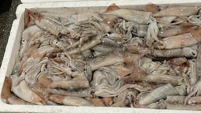 スルメイカ休漁騒動で露呈した日本漁業の杜撰