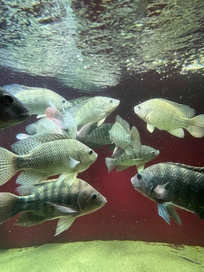 養殖される魚