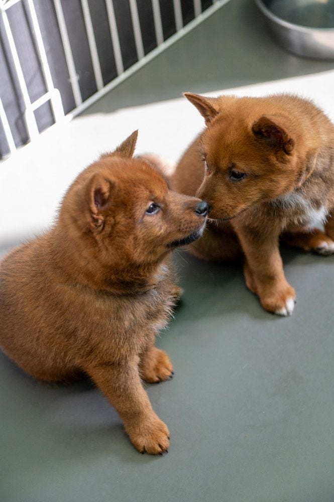 子犬