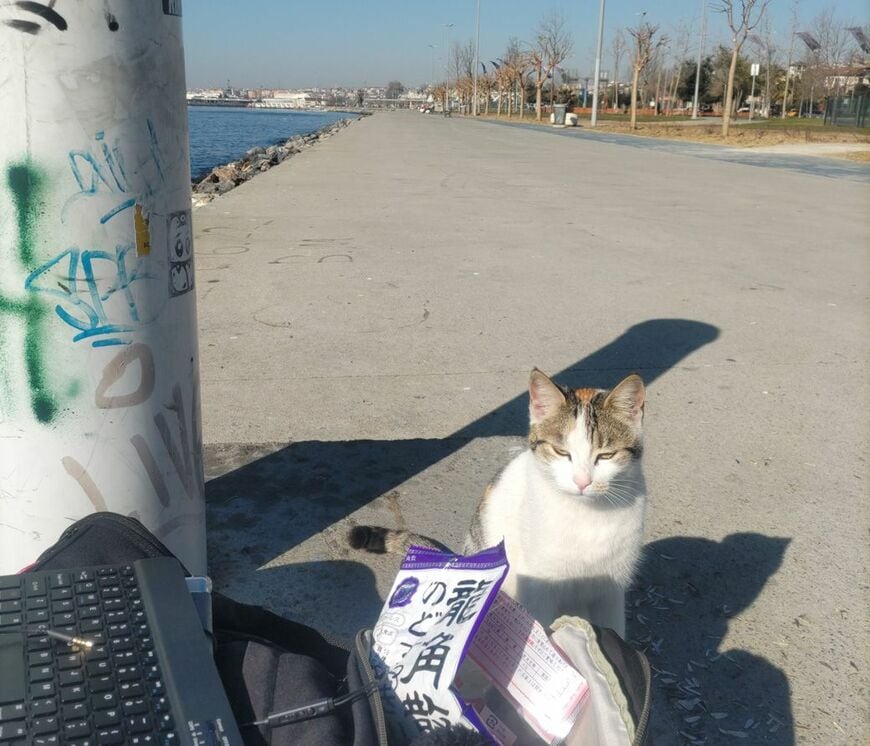 龍角散のど飴を見つめるトルコ・イスタンブールの猫（筆者撮影）