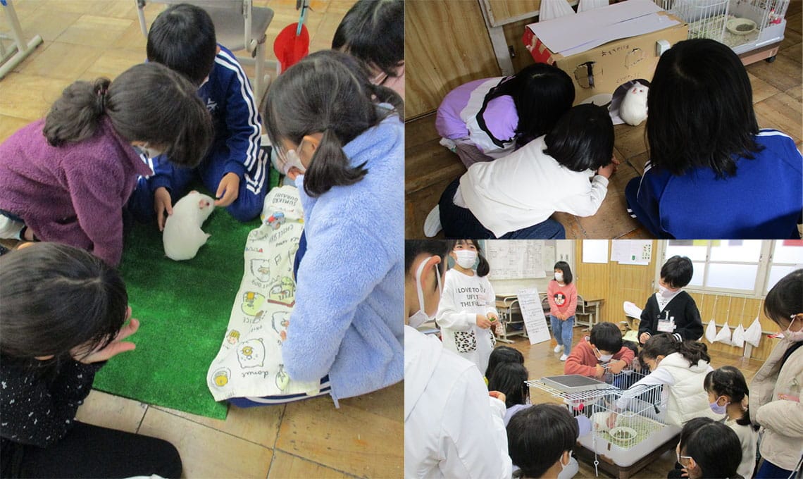 パネルヒーター付きのケージ、餌のチモシーなども愛知県獣医師会が提供する。子どもたちは白いモルモットに「おもち」と名付けた（写真：豊川市立千両小学校、つづき動物病院提供）