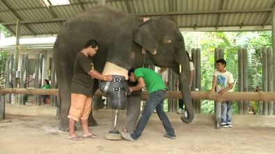 How Mocha the Elephant Lost Her Leg and Got It Back 