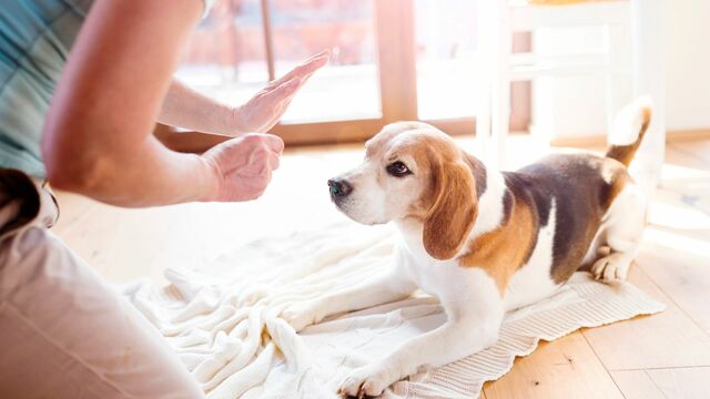 犬は家族を順位付けする が迷信にすぎない訳 ペット 東洋経済オンライン 社会をよくする経済ニュース