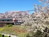 駒場東大前駅付近の桜と井の頭線（撮影：南正時）