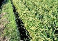 農業を衰退させる減反政策をやめよ