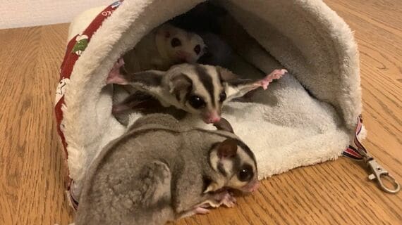フクモモの威嚇姿