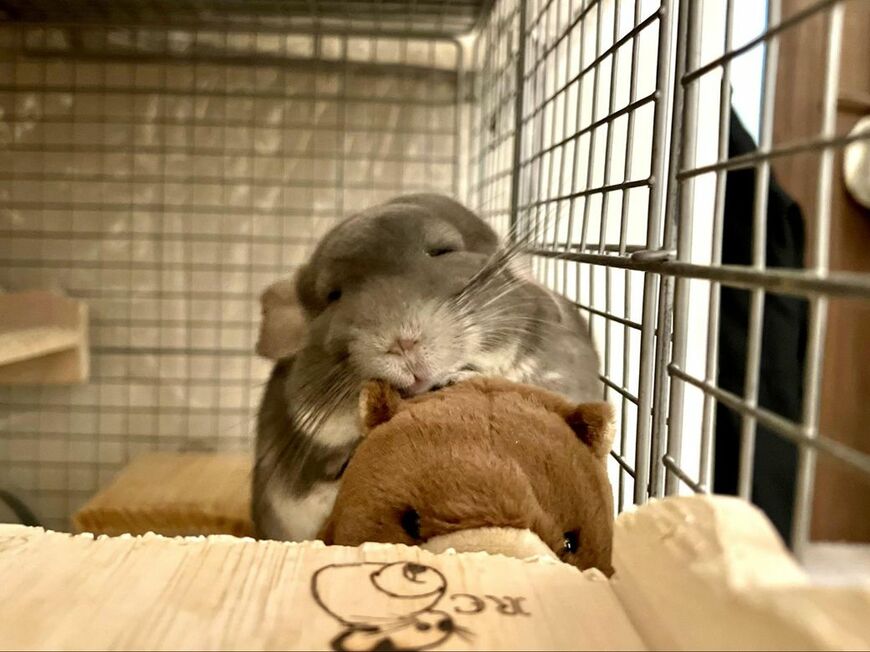 お気に入りのぬいぐるみを抱いて眠るペペくん（写真：一真さん提供）