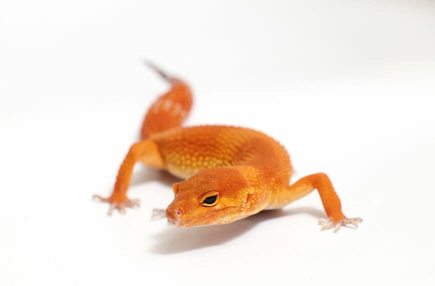 ヒョウモントカゲモドキ（マンダリン）①（撮影：尾形文繁／撮影協力：LUCK UP Reptiles）