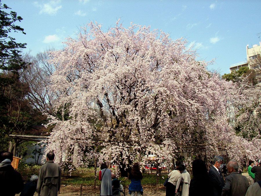 桜の名所として有名な六義園は駒込駅から近い（筆者撮影）