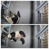 雌の赤ちゃんを抱いたまま食事するシンシン、7月15日撮影（写真上）。雌の赤ちゃんを床に置くシンシン、7月19日撮影（写真下）。画像は動画からの切り出し（画像：公益財団法人東京動物園協会提供）