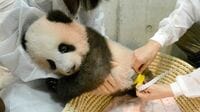 赤ちゃんパンダ｢シャンシャン｣､生後4カ月に 10日に撮影した最新写真を公開