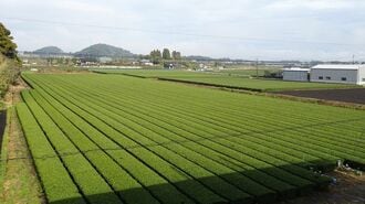 急須のお茶が消滅？｢抹茶ブーム｣が招く異常事態