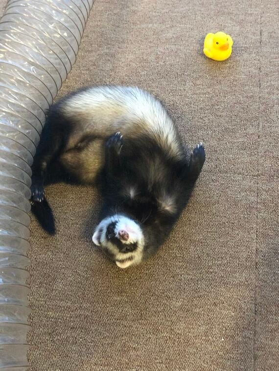 お腹を見せるマロンくん