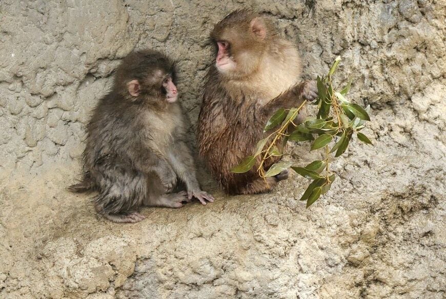 市川市動植物園　パンチくん