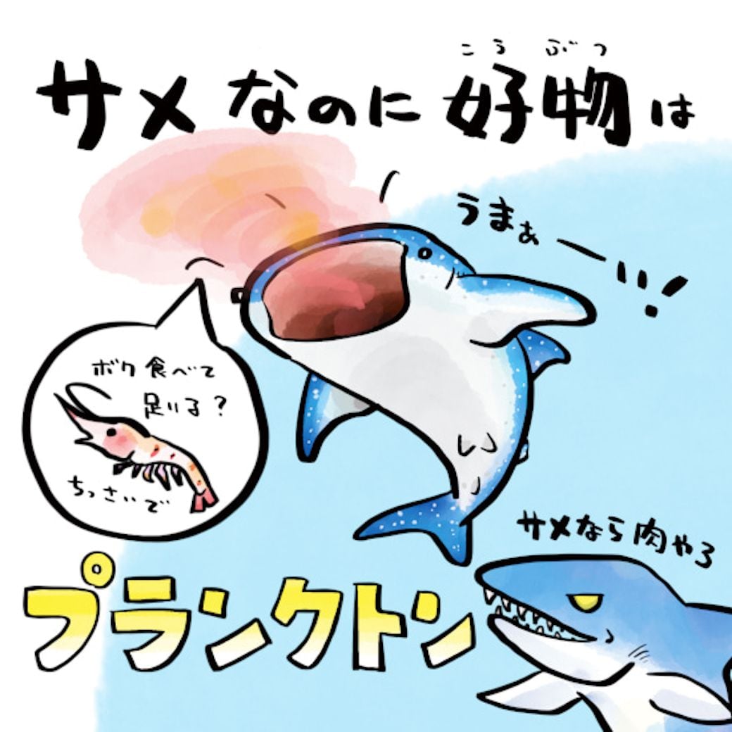 サメなのに好物はプランクトン 海の生き物の謎 世界最大のさかな ジンベエザメ の不思議 東洋経済オンライン Goo ニュース