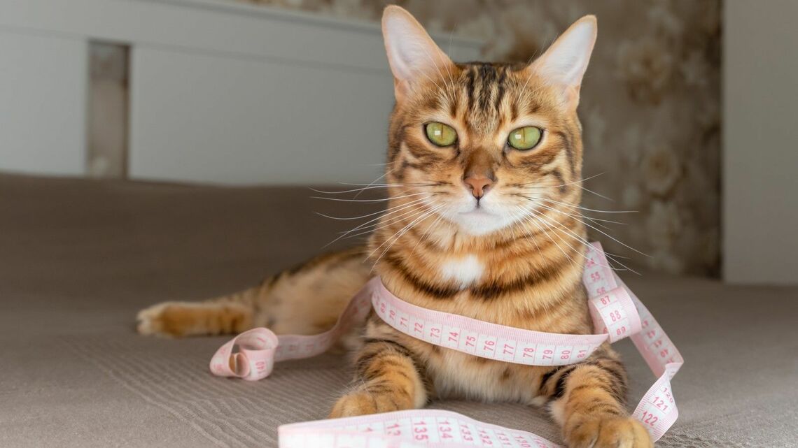 数値化できるものと数値化できないものとの違いとは(写真:Svetlana Rey /PIXTA)