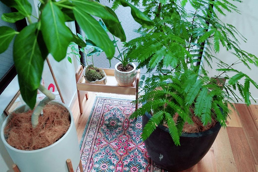 エバーフレッシュやとゴムの木などの観葉植物（写真撮影／福永尚史）