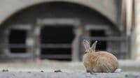 《うさぎの島》は昔｢地図から消された島｣だった