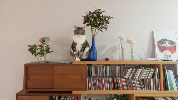 元気だった頃のゴロ