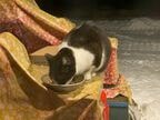 外猫の「ぞうきん」。モップとは仲が悪いらしい