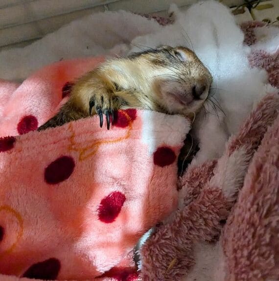 温かい布団で眠る向日葵ちゃん
