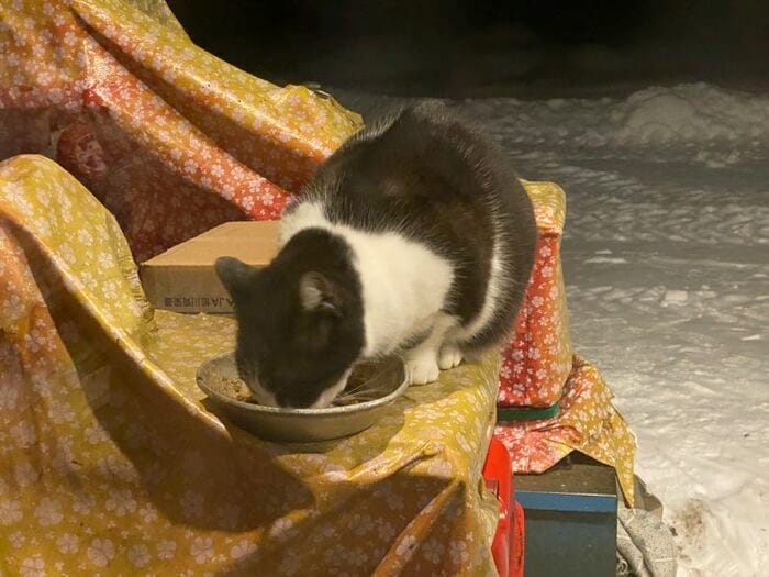 外猫の「ぞうきん」。モップとは仲が悪いらしい