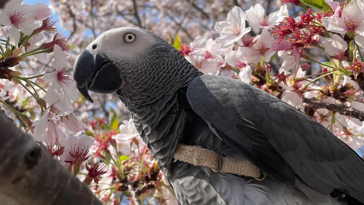 5歳児並み知能のヨウムに言葉教える至福の生活 | ワンでもニャンでもない家族 | 東洋経済オンライン