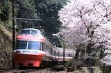 桜満開の箱根登山線を行くLSE（筆者撮影）