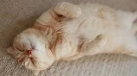 愛猫の安楽死は家族みんなで決めた｢でも寂しい｣