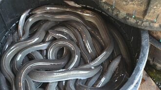 ウナギ規制回避でも､日本が｢油断できない｣事情