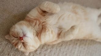 愛猫の安楽死は家族みんなで決めた｢でも寂しい｣