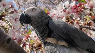 5歳児並み知能のヨウムに言葉教える至福の生活