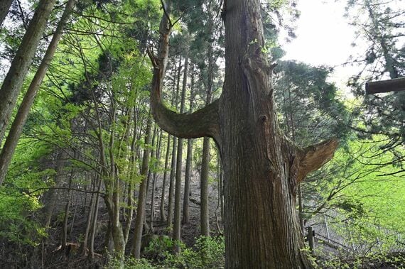 大岳山