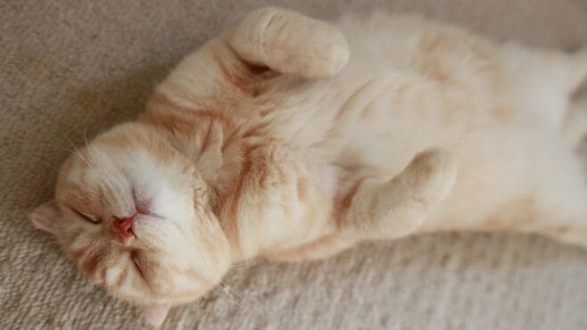 愛猫の安楽死は家族みんなで決めた｢でも寂しい｣