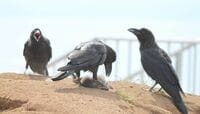 ｢カラスの被害｣で､自動車保険は下りる？ どこまで補償？損保大手２社に聞いてみた