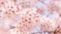 桜の開花｢今年は遅かった｣思う人に教えたい真実