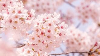 桜の開花｢今年は遅かった｣思う人に教えたい真実
