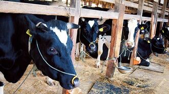 相次ぐ乳牛の病死に困惑する福島の畜産農家