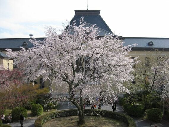 京都府庁旧本館の中庭にあるしだれ桜