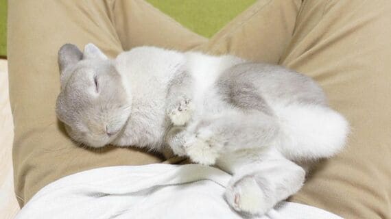 眠るぽぽちゃん