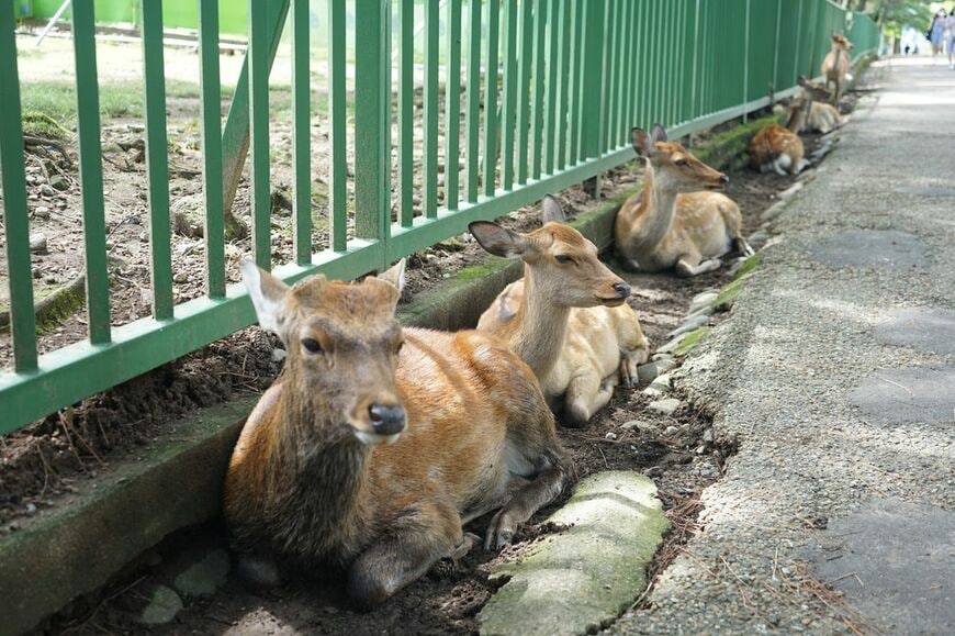 わずかな土がある溝で休むシカたち