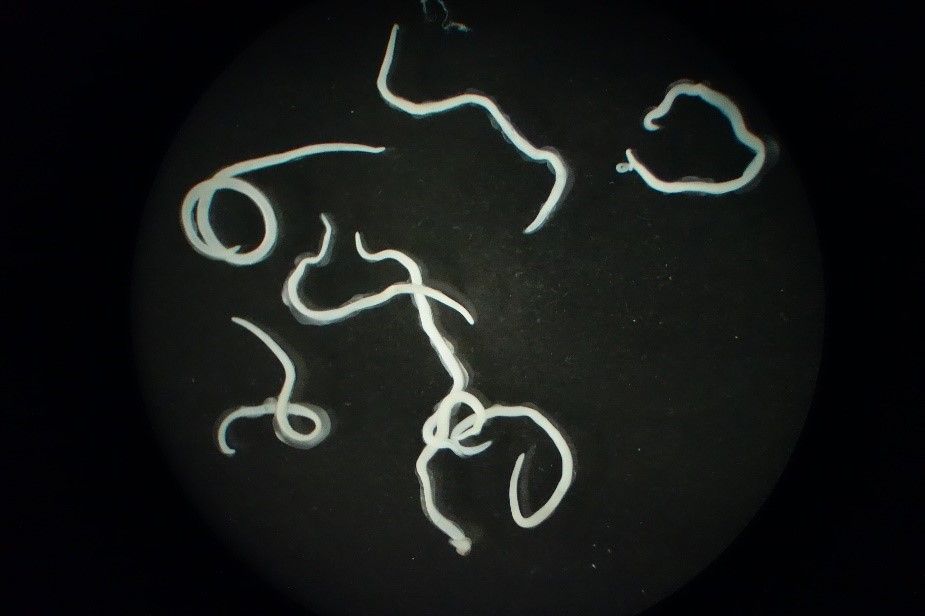 感電死したアニサキス（写真：浪平さん提供） 引用：Fish Sci 88, 337–344 (2022).