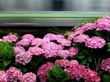 赤紫のアジサイの花とグリーンの電車（撮影：南正時）