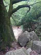 登山中はイノシシも出るので要注意（筆者撮影）