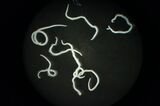 感電死したアニサキス（写真：浪平さん提供） 引用：Fish Sci 88, 337–344 (2022).