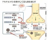クスリの大図鑑 <アルツハイマー型認知症> 神経細胞死に着目！　「老人斑」を作らせない