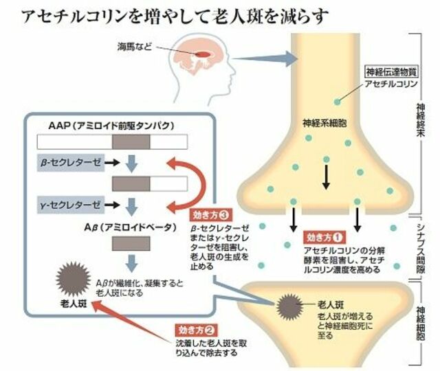 クスリの大図鑑 神経細胞死に着目 老人斑 を作らせない 健康 東洋経済オンライン 社会をよくする経済ニュース