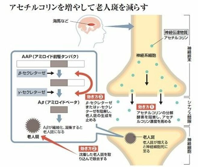 クスリの大図鑑 神経細胞死に着目 老人斑 を作らせない 健康 東洋経済オンライン 社会をよくする経済ニュース