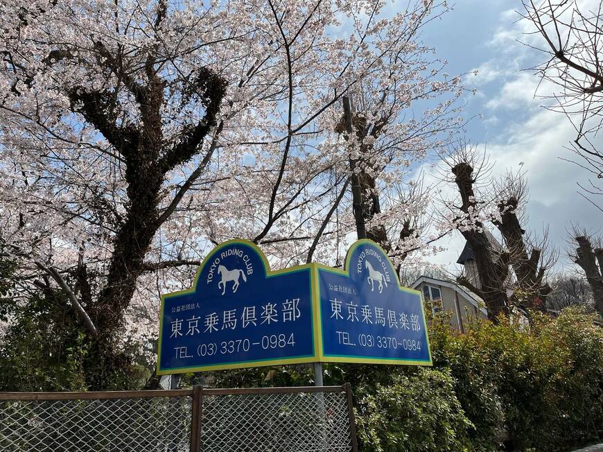 桜のロケ地