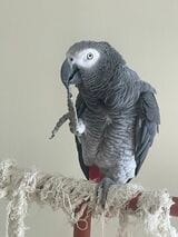 キクノスケくんは、言葉と行動/状況を紐づけて覚えている（写真提供：カマタさん）